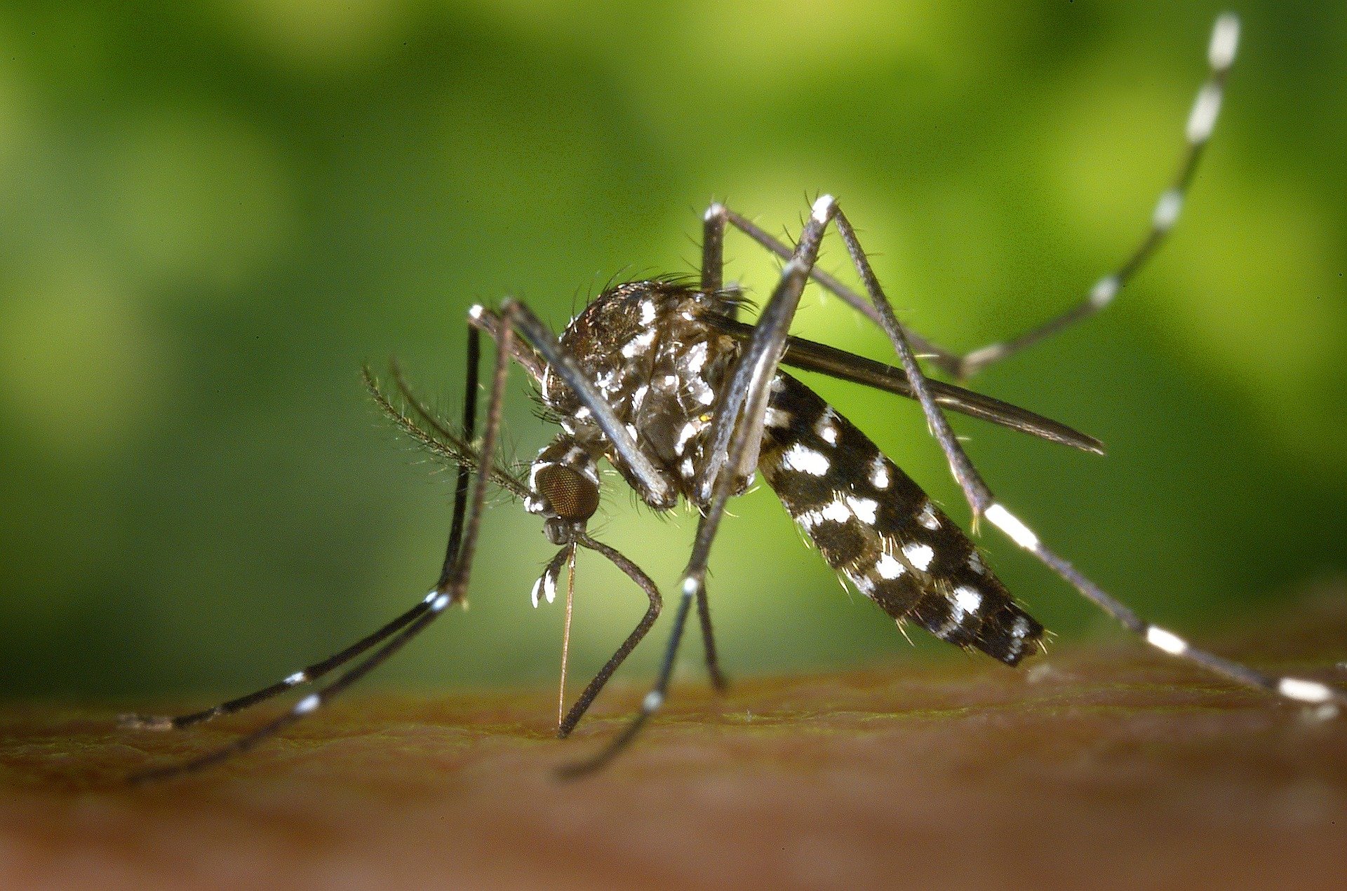Mieszkańcy Opola narzekają na plagę komarów