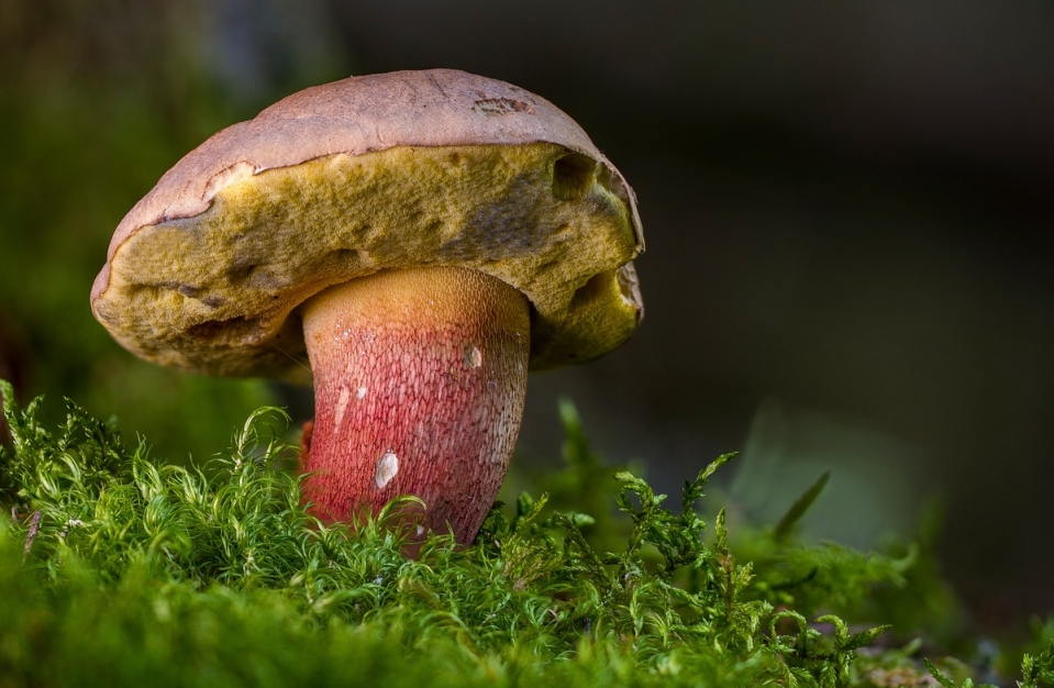 Deszczowe dni i ciepłe temperatury sprzyjają wzrostowi grzybów w Opolskim
