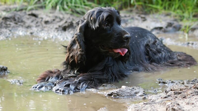 Ratownicza interwencja na rzece Odrze: Ślepy pies uratowany z wody