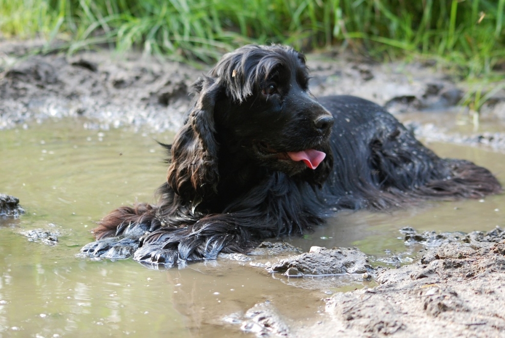 Ratownicza interwencja na rzece Odrze: Ślepy pies uratowany z wody