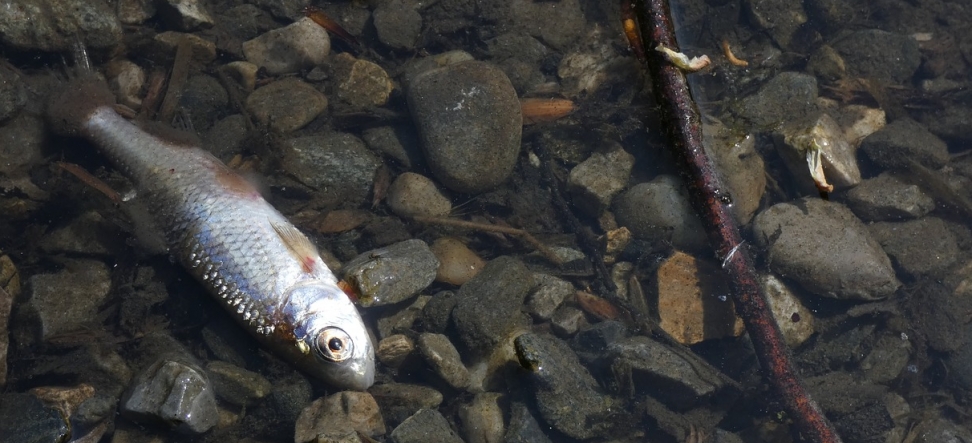 Około 400 kg martwych ryb w Kanale Gliwickim: kontynuowane działania