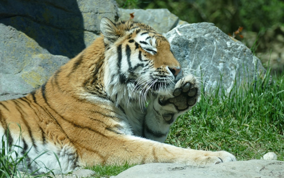 Narodziny tygrysów syberyjskich w Opolu
