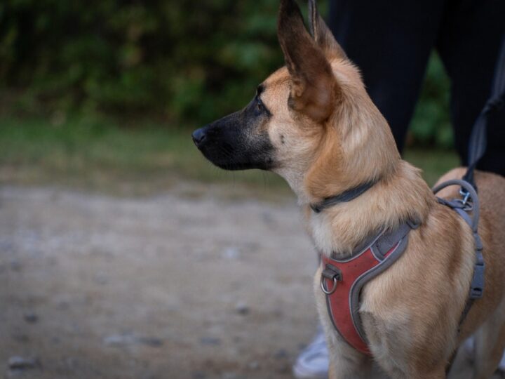 Regularne szkolenie przewodników psów specjalnych w Prudniku