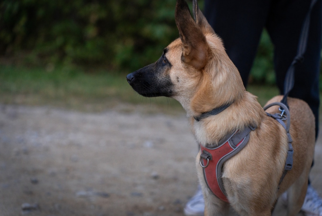 Regularne szkolenie przewodników psów specjalnych w Prudniku
