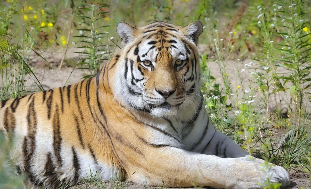 Cud narodzin w opolskim zoo: małe tygrysy rosną w siłę i zaczynają naśladować swoją matkę