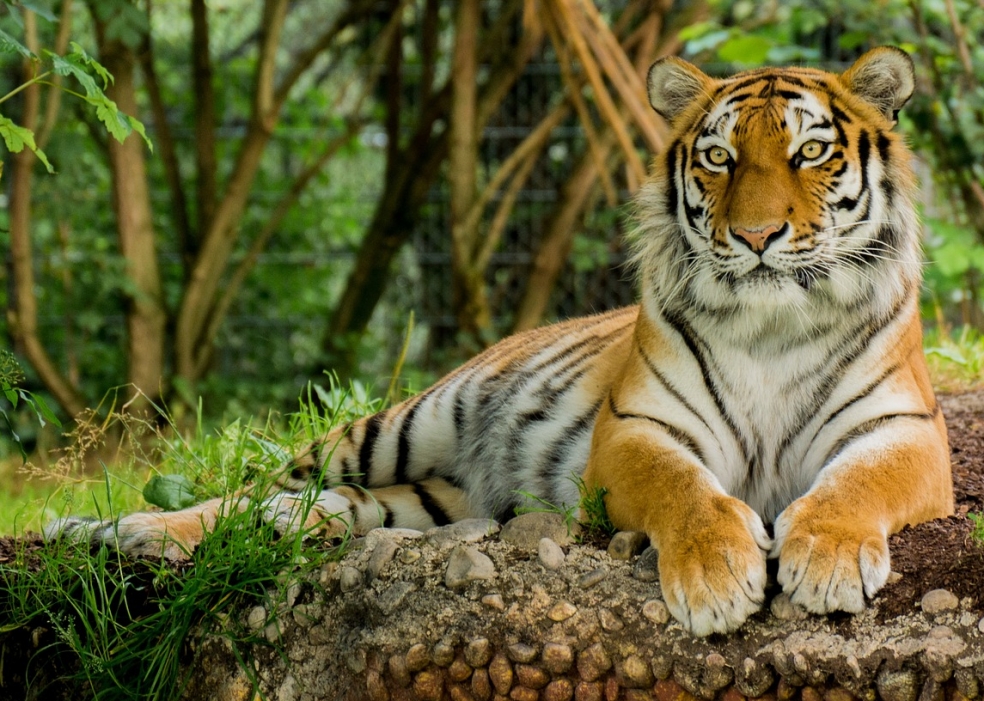 Narodziny tygrysów w Zoo w Opolu – konkurs na imiona dla małych drapieżników