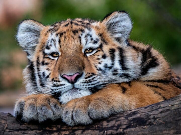 Niespotykane zainteresowanie konkursem na nadanie imion tygryskom