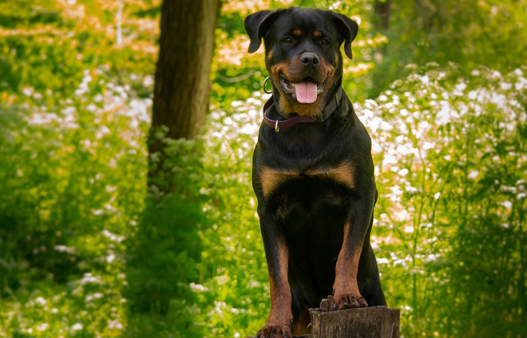 Rottweiler o imieniu Skandur nowym członkiem prudnickiej Policji