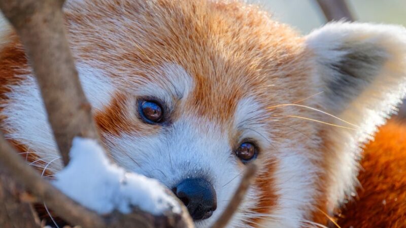 Opolski ogród zoologiczny zaprasza na mikołajkowy grudzień pełen atrakcji