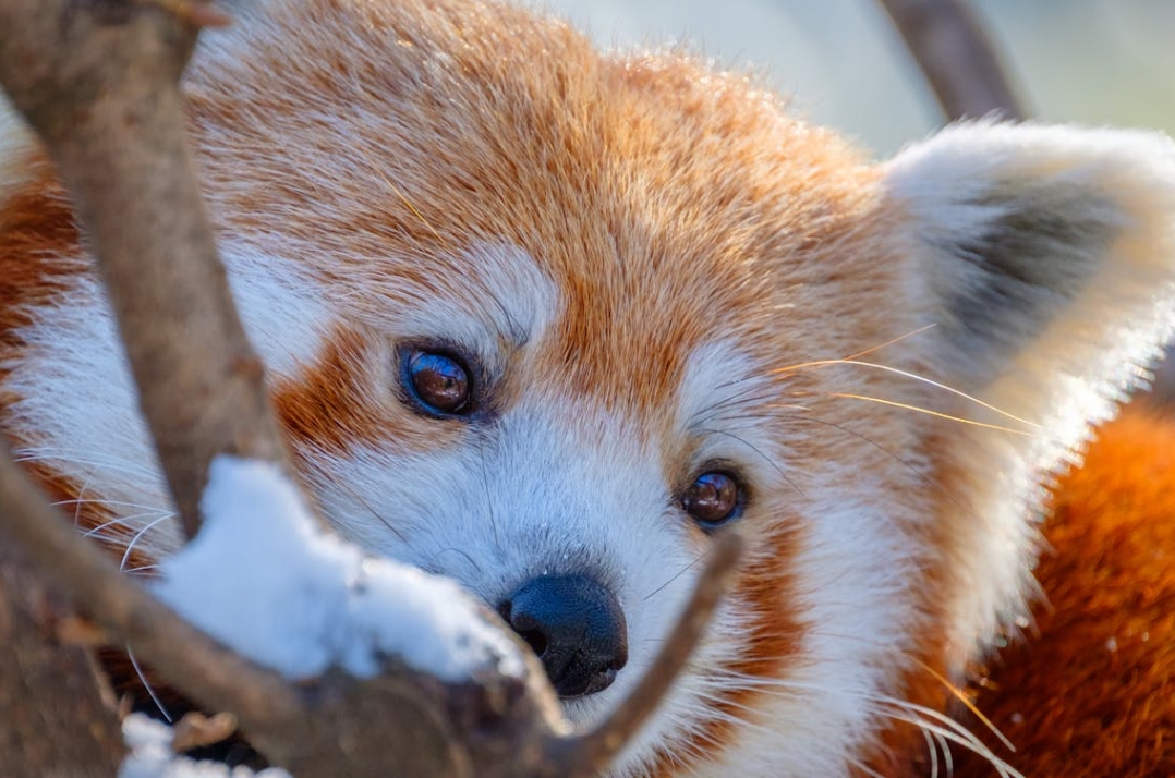 Opolski ogród zoologiczny zaprasza na mikołajkowy grudzień pełen atrakcji