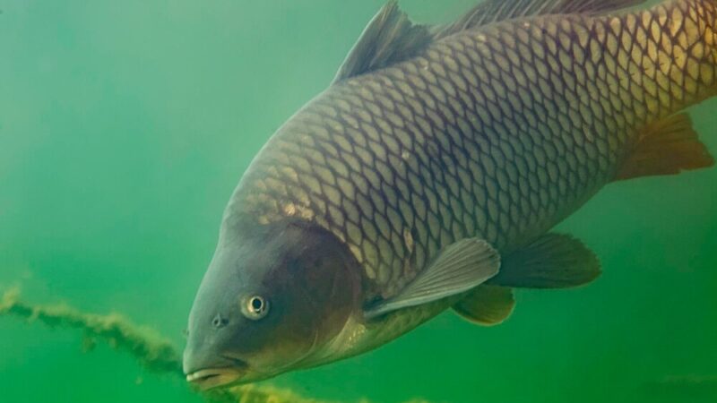 Karp króluje w Niemodlinie: Święto Karpia już w ten weekend!